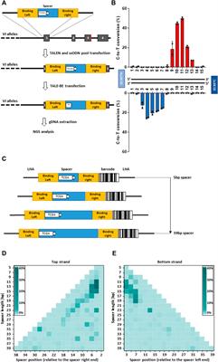 Efficient multitool/multiplex gene engineering with TALE-BE